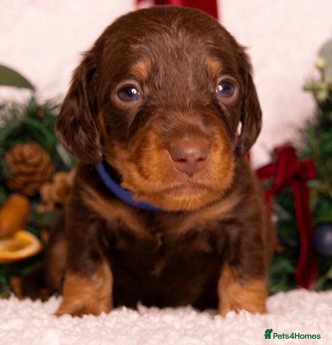 Miniature Dachshund dogs for sale: STUNNING SILKY MINI DACHSHUNDS! - Advert 3