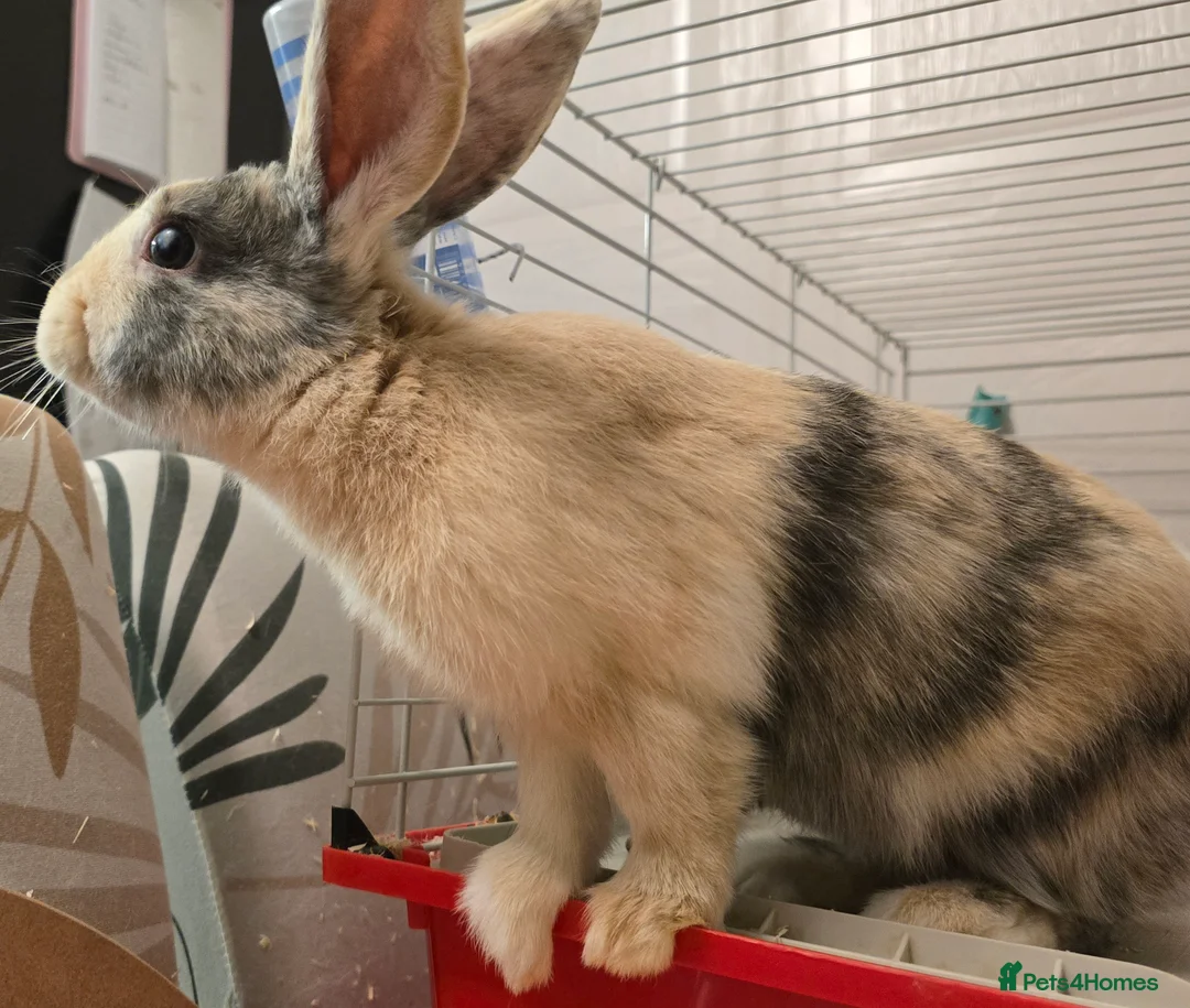 Rex rabbits for sale: Mini rex - Advert 6