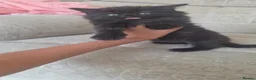 Mixed Breed cats for sale: Black kittens - Advert 1