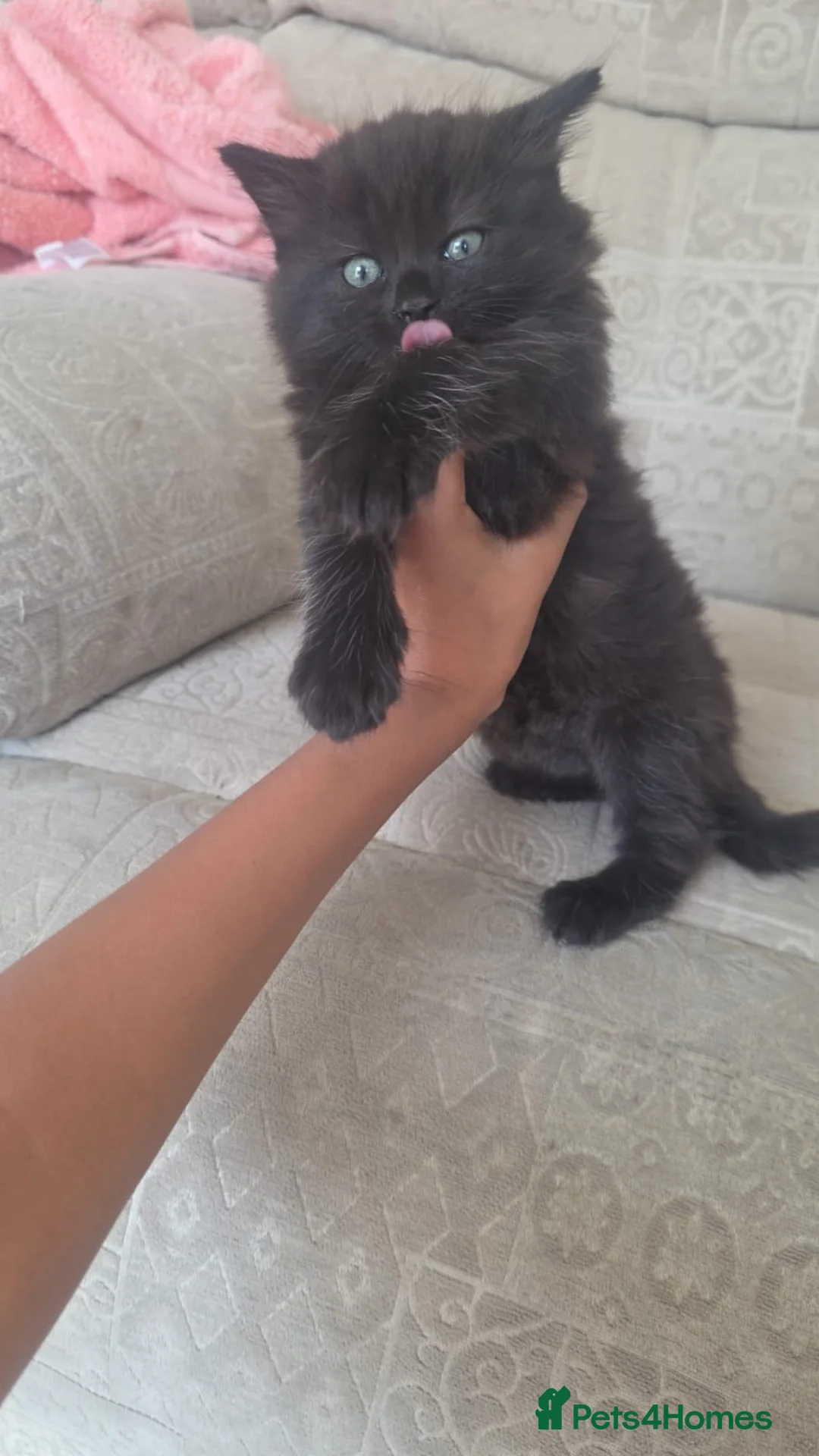 Mixed Breed cats for sale: Black kittens - Advert 1