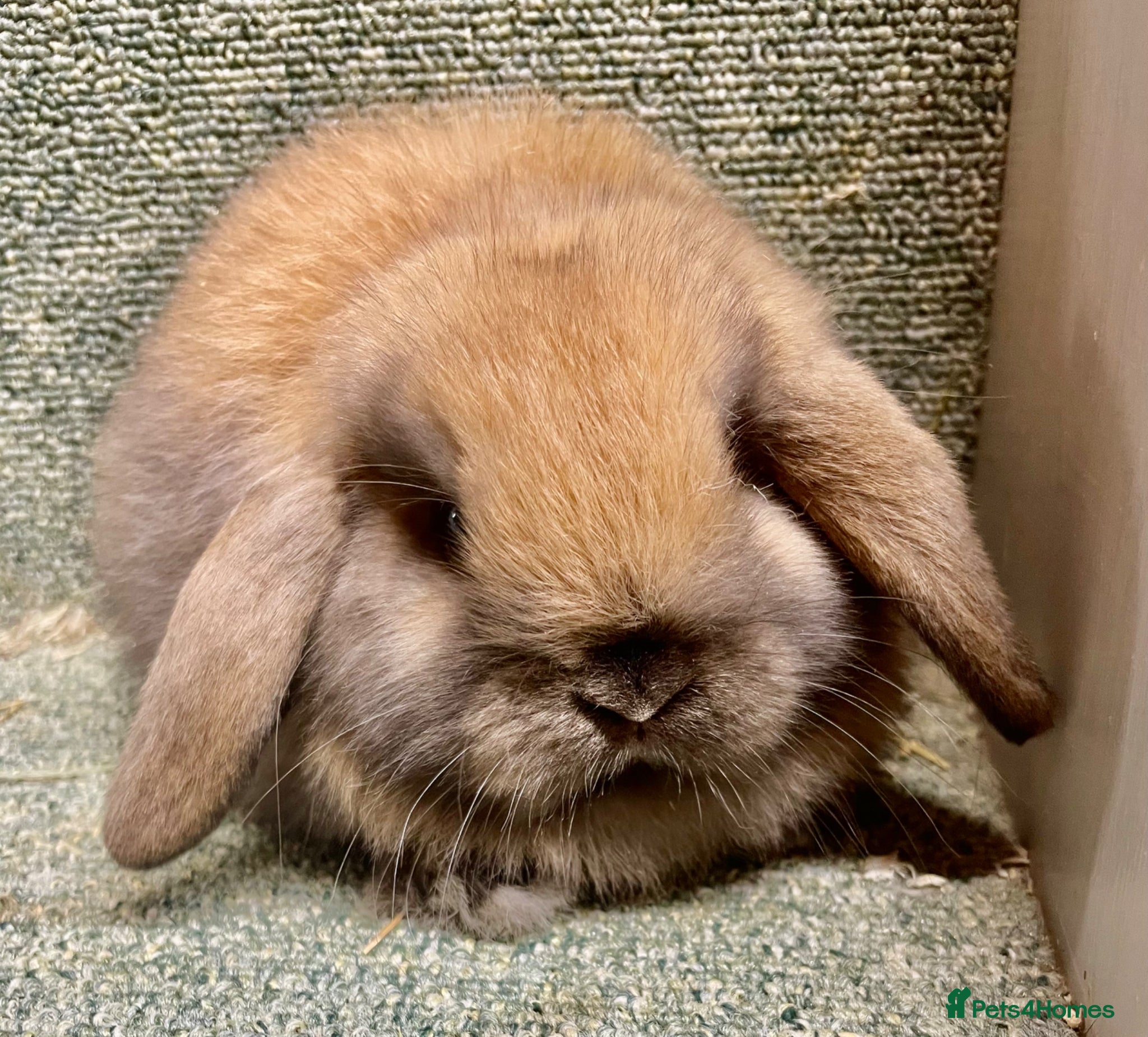 Mini Lop rabbits Mini lop sweet baby female - Advert 18