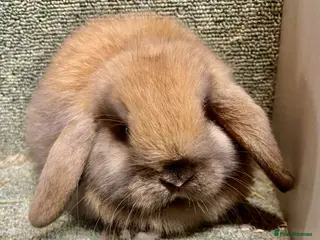 Mini Lop rabbits Mini lop sweet baby female - Advert 18
