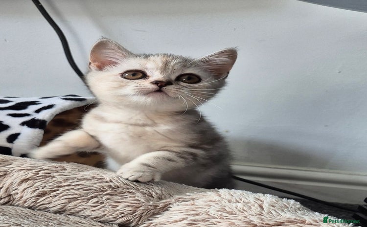 British Shorthair cats - Advert 8