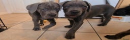 Cane Corso dogs for sale: READY TO LEAVE! OUTSTANDING CANE CORSO PUPPIES! - Advert 19