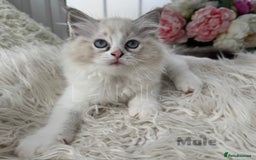 Ragdoll cats for sale: Beautiful,affectionate ragdoll ready for their 🏡 - Image 3