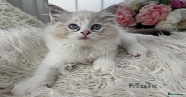 Ragdoll cats - Advert 5