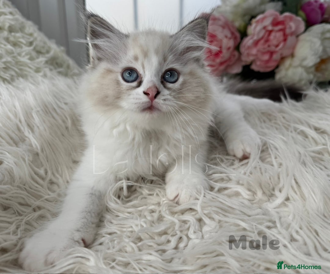Ragdoll cats for sale: Beautiful,affectionate ragdoll ready for their 🏡 - Image 3