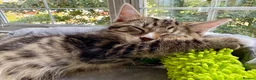 Mixed Breed cats for sale: Adorable tabby boy  in Croydon - Advert 3