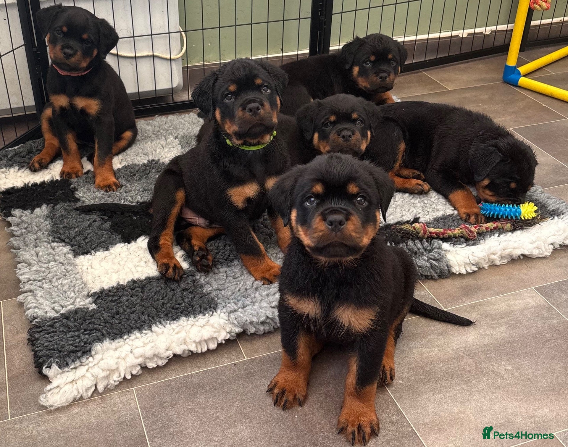 Rottweiler dogs ⭐️ Outstanding Rottweiler Puppies ⭐️ - Advert 6
