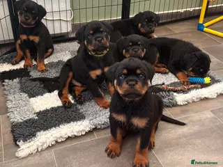 Rottweiler dogs ⭐️ Outstanding Rottweiler Puppies ⭐️ - Advert 6