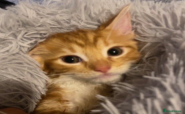 Mixed Breed cats - Advert 1