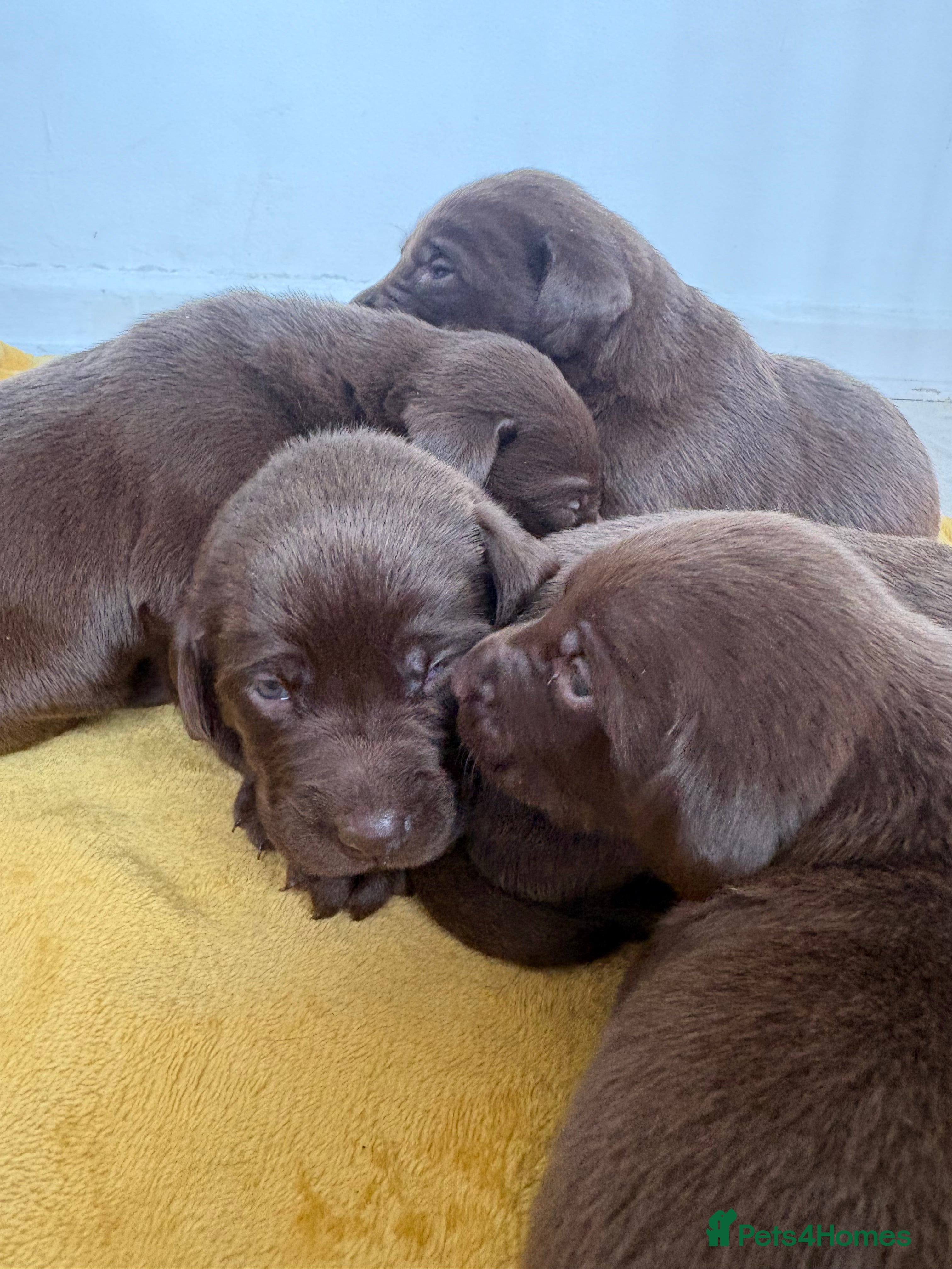 Labrador Retriever dogs ⭐️Exceptional Chocolate Labrador Puppies⭐️ - Advert 2
