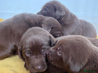 Labrador Retriever dogs ⭐️Exceptional Chocolate Labrador Puppies⭐️ - Advert 2
