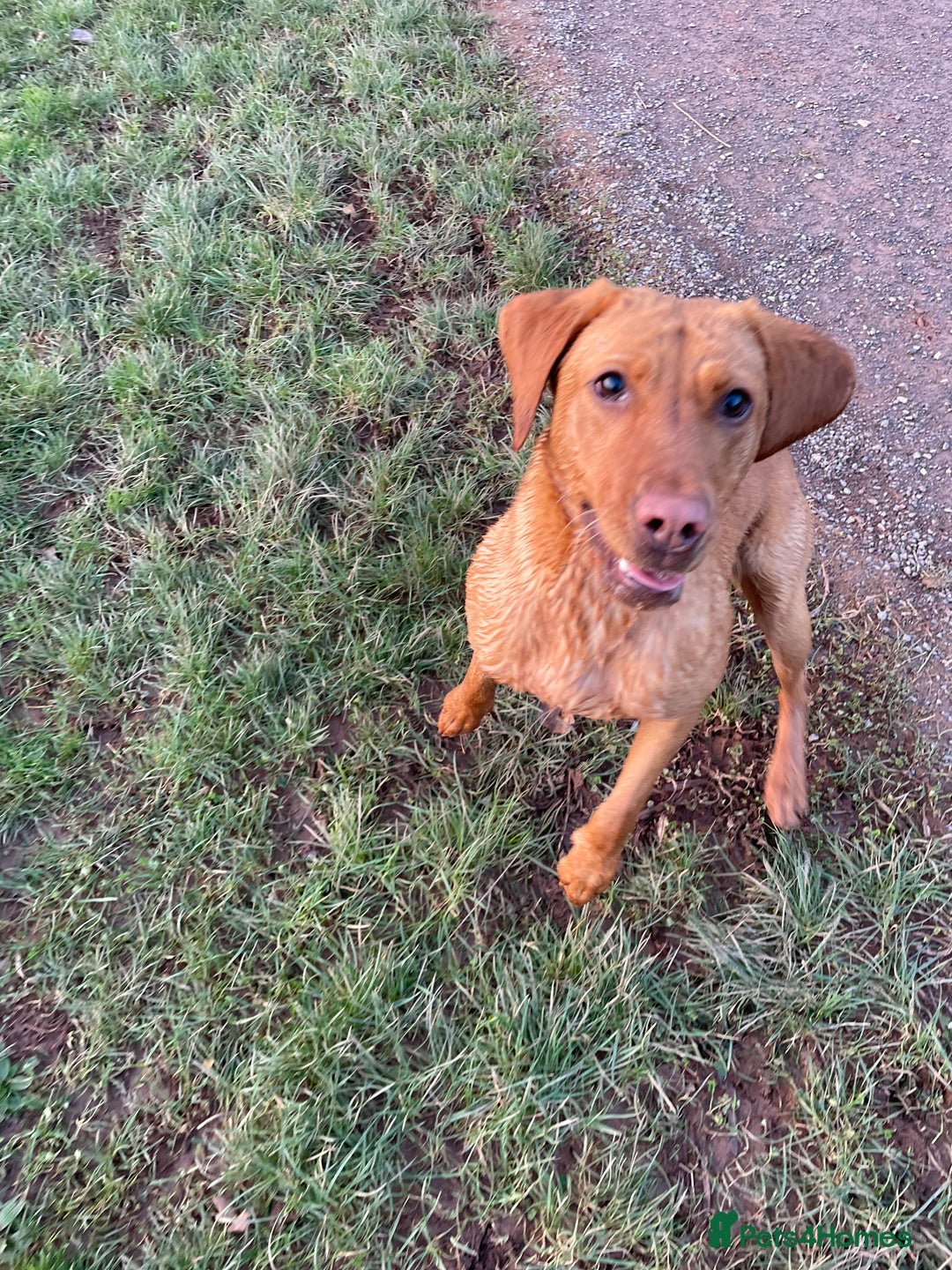 Labrador Retriever dogs for sale: Indie fox red Labrador  - Image 4