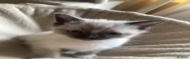 Mixed Breed Kitten 2
