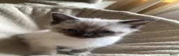 Mixed Breed cats for sale: Two Kittens For Sale - Advert 3