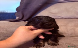Miniature Dachshund dogs for sale: Miniature dachshund (long haired & short hair) - Image 6