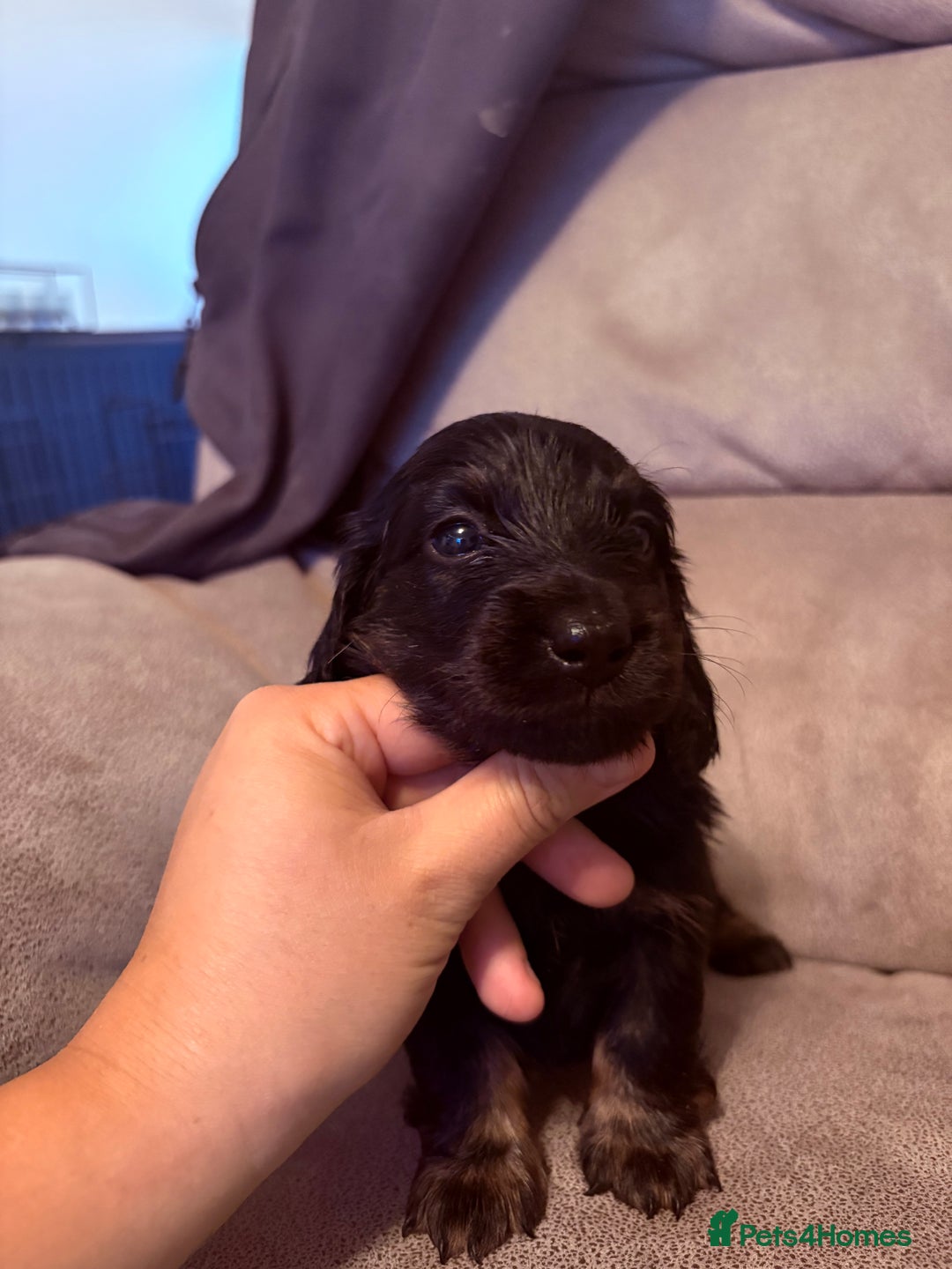 Miniature Dachshund dogs for sale: Miniature dachshund (long haired & short hair) - Image 6