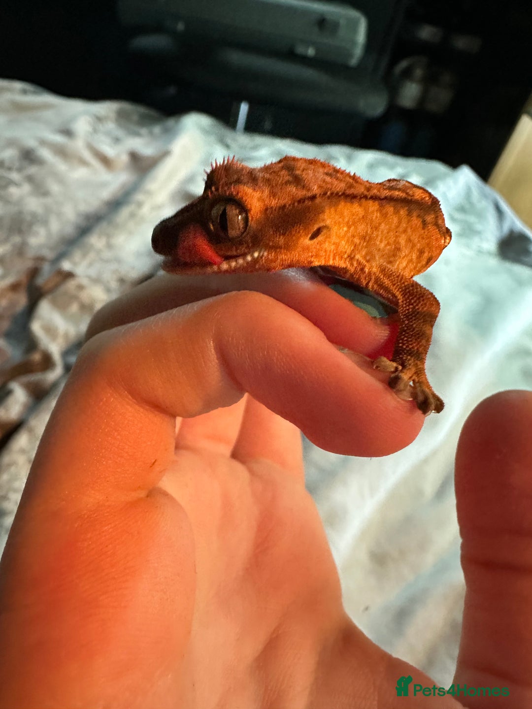 Gecko reptiles for sale: Crested geckos  - Advert 2