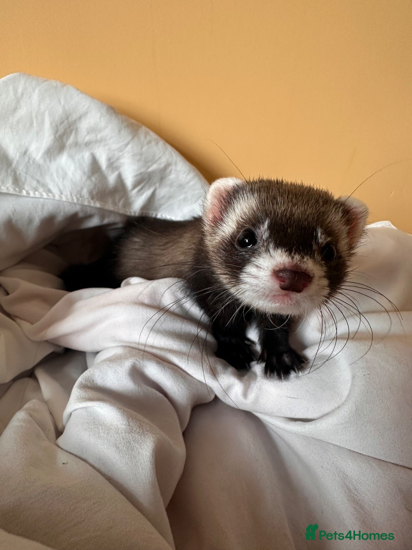 Ferret rodents Spike - Micro Ferret - Advert 3