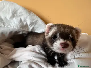 Ferret rodents Spike - Micro Ferret - Advert 3