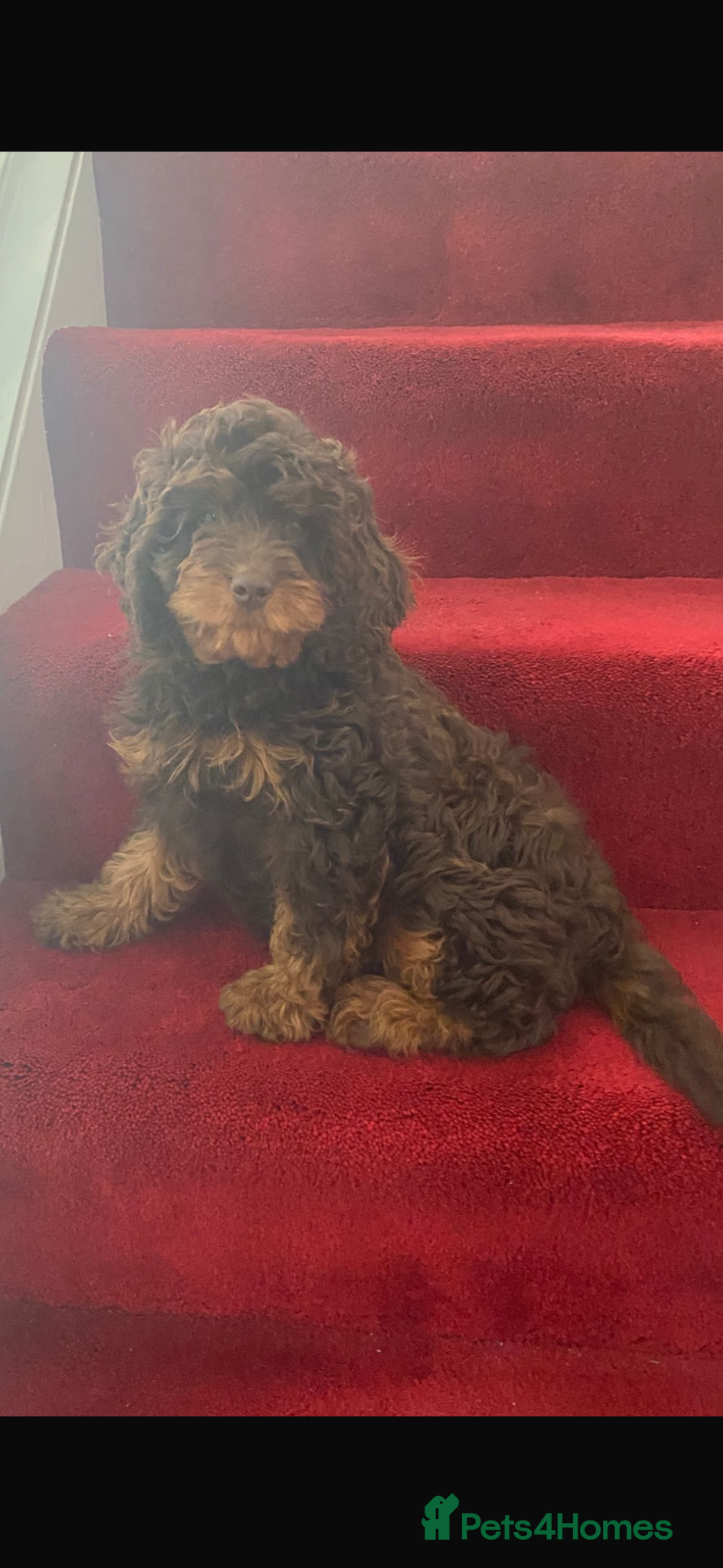 Cavapoo dogs Chocolate Phantom Cavapoo puppies  - Advert 4