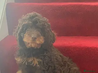 Cavapoo dogs Chocolate Phantom Cavapoo puppies - Advert 4
