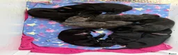 Irish Wolfhound dogs for sale: Stunning Irish Wolfhound Pups  - Advert 8