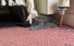 Mixed Breed cats for sale: Very friendly beautiful fluffy kittens  - Image 15