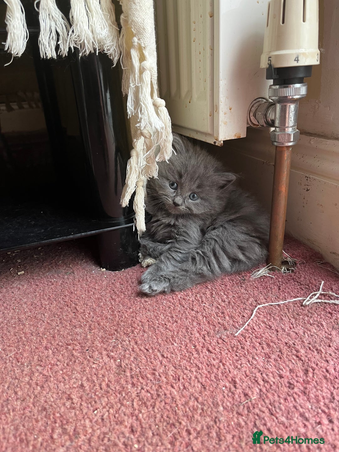 Mixed Breed cats for sale: Very friendly beautiful fluffy kittens  - Image 15