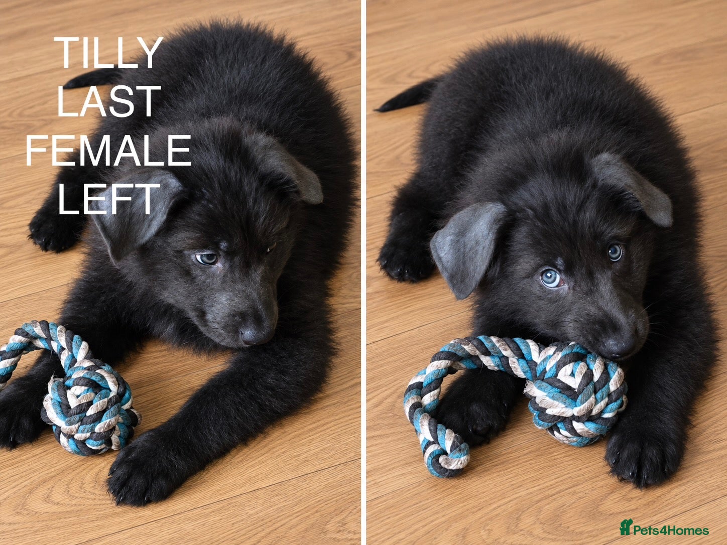 Mixed Breed dogs BLUE last girl German shepherd x Tibetan mastiff  - Advert 1