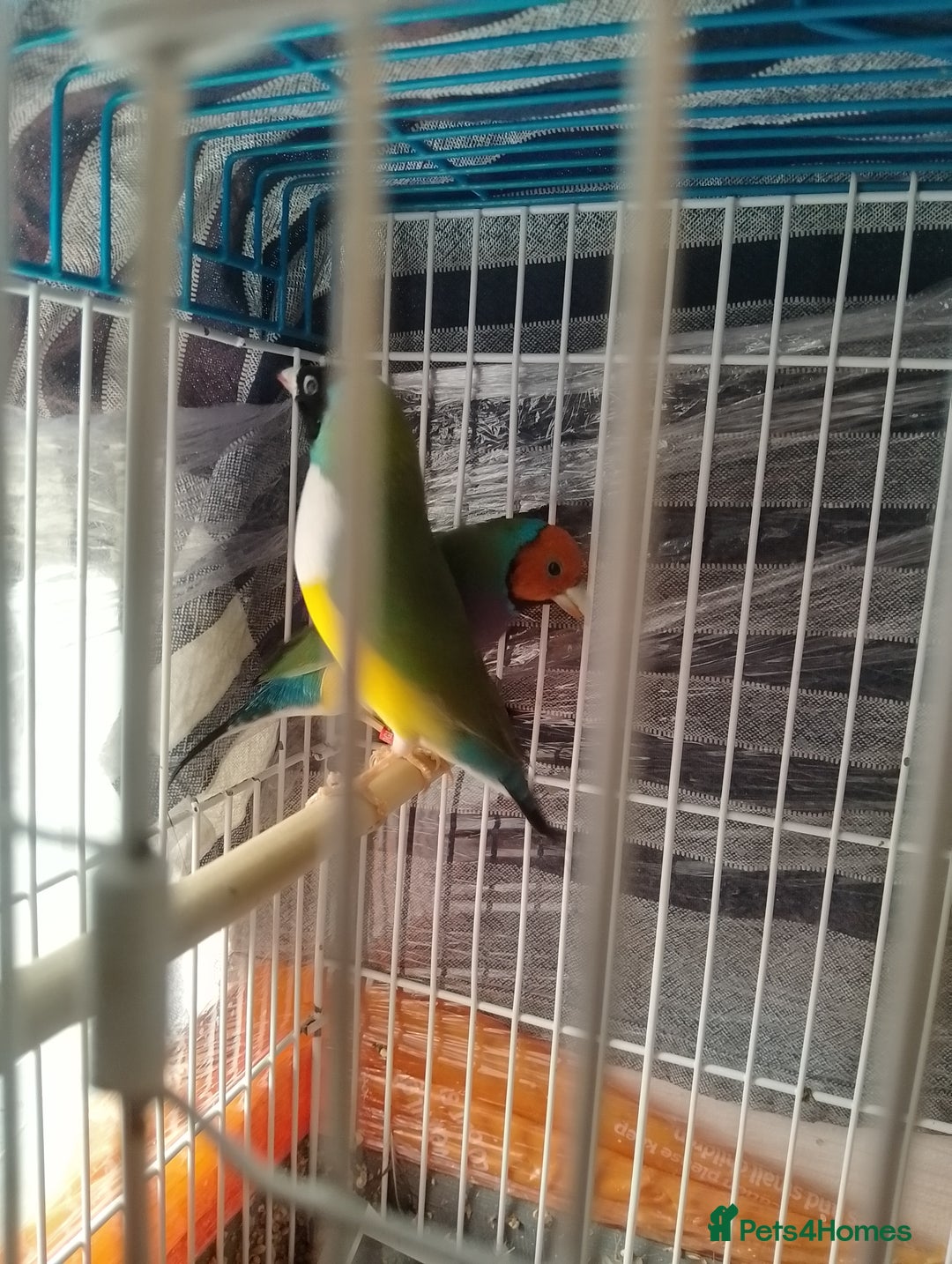 Finches birds for sale: Gouldian finches and parrotlet for sale  - Advert 3
