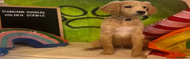 Goldendoodle 2 (mr yellow) 