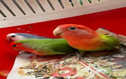 Conures birds for sale:  conures & lovebirds others - Image 1