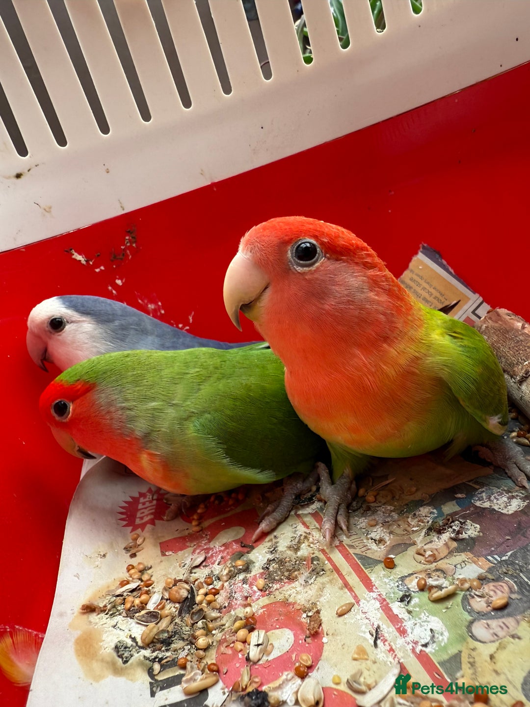 Conures birds for sale:  conures & lovebirds others - Image 1