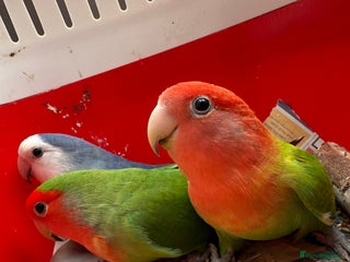 Conures birds - Advert 12