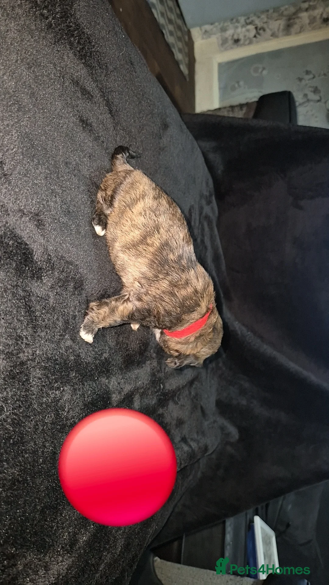 Mixed Breed dogs for sale: Cava tzu puppies - Advert 29