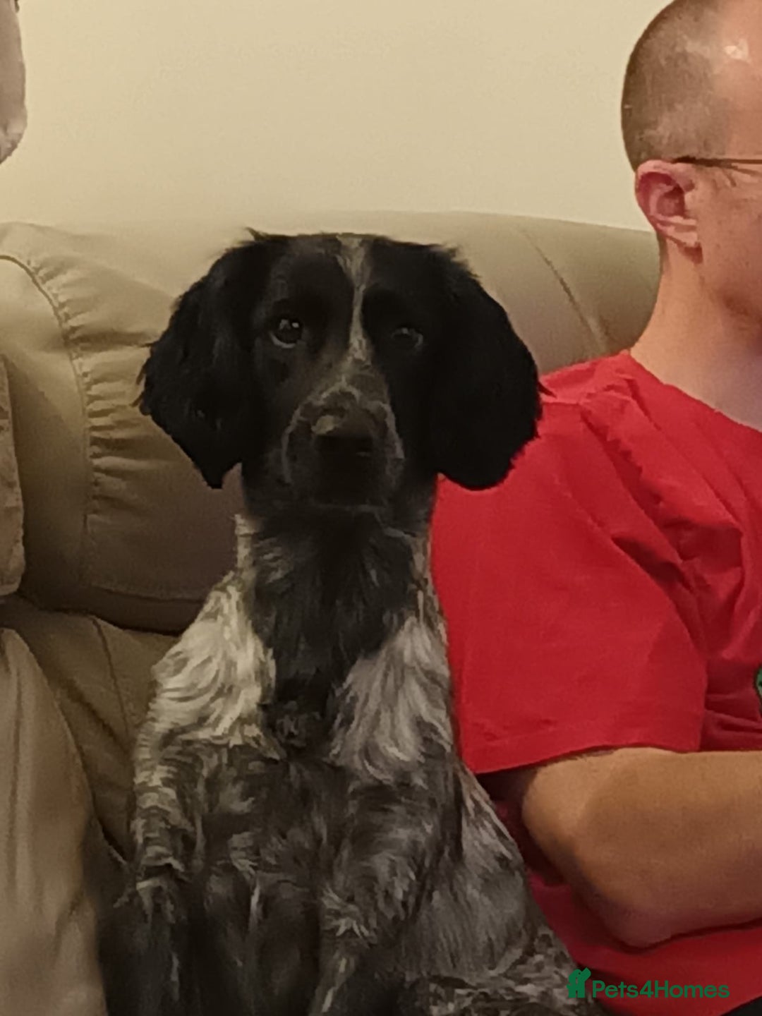 Sprocker dogs for sale: Sprocker puppy  - Advert 2