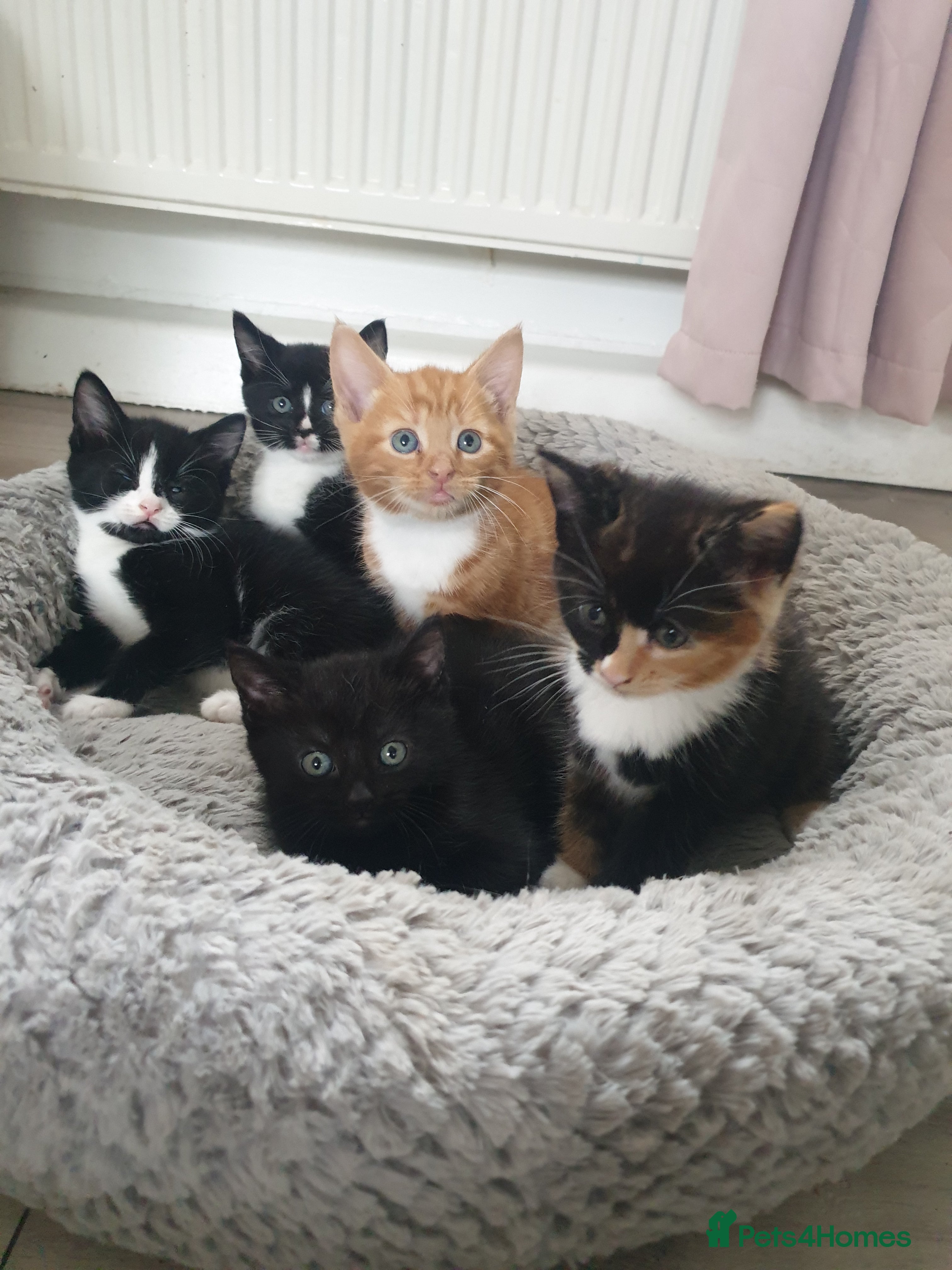 Domestic Shorthair cats Beautiful Kittens  - Advert 5