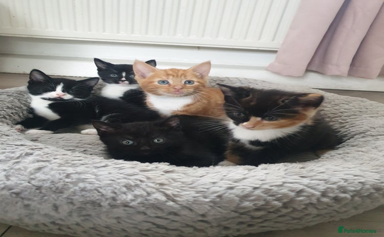 Domestic Shorthair cats - Advert 2