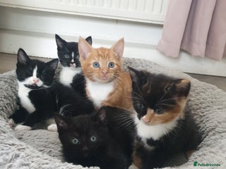 Domestic Shorthair cats - Advert 28