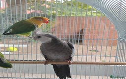 Cockatiels birds for sale: Selling 2 amazing cockatiels  - Image 6