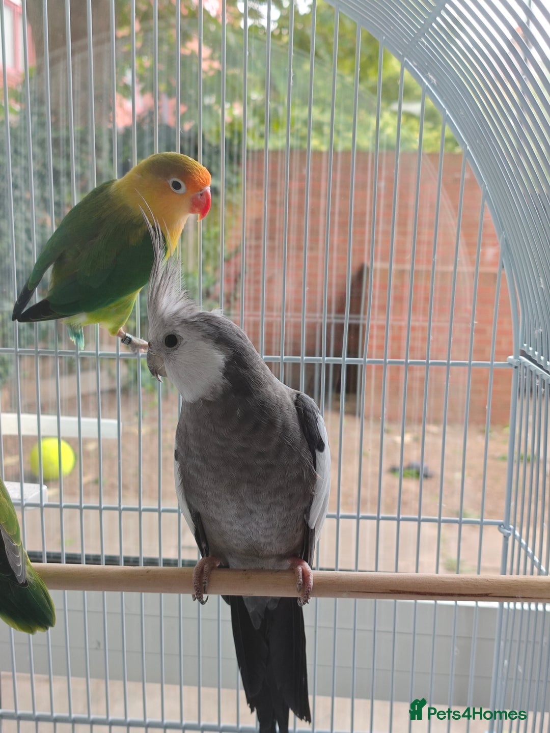 Cockatiels birds for sale: Selling 2 amazing cockatiels  - Image 6