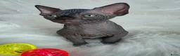 Sphynx cats for sale: ✨ Exceptional Sphynx Kittens Available ✨ - Advert 38