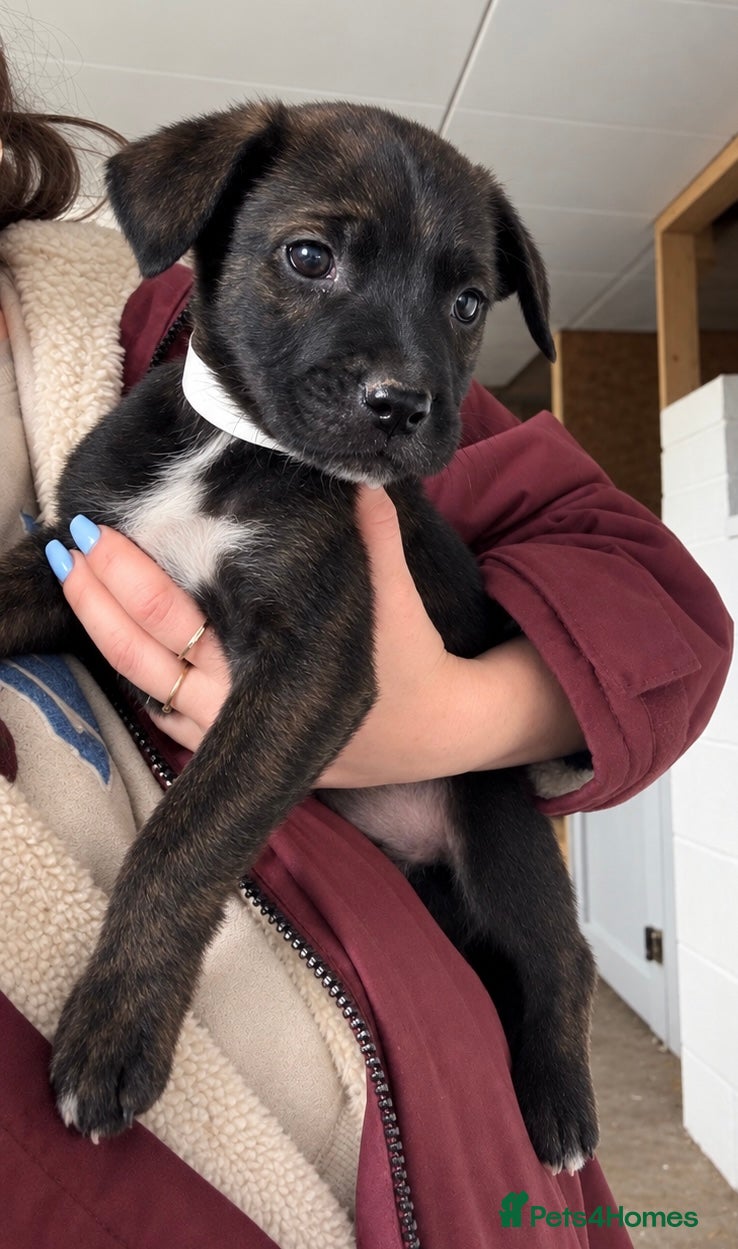 Mixed Breed dogs Only 8 left, blues, brindles, blacks and fawns - Advert 2