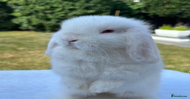Mini Lop rabbits - Advert 6