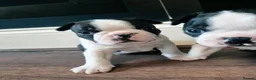 Boston Terrier dogs for sale: X2 Stunning Male Boston Terrier Puppies  in Newcastle upon Tyne - Advert 22