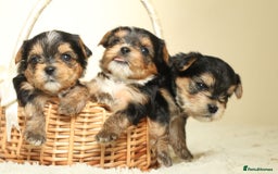 Yorkshire Terrier dogs for sale: Gorgeous Yorkshire puppies  - Image 4