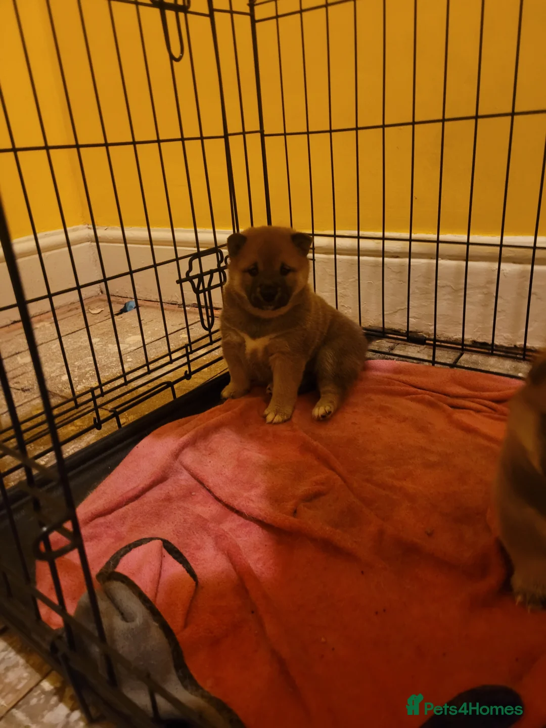 Japanese Shiba Inu dogs for sale: Japanes  shiba inu - Advert 5