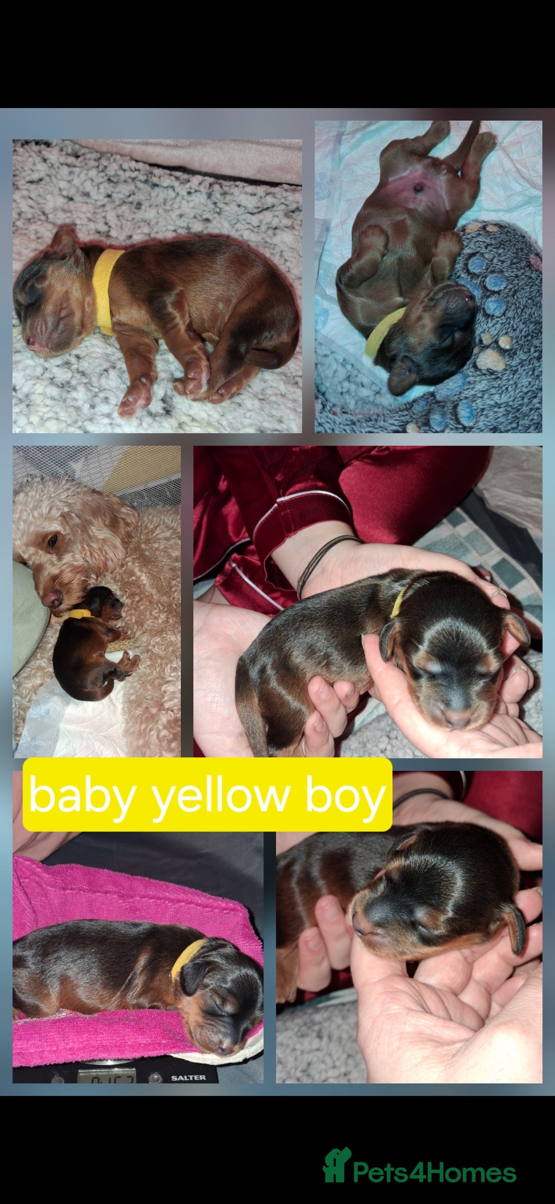 Cockapoo dogs for sale: Cockapoo puppies F2 - Advert 5